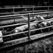 Les anciens abattoirs de Genève - Suisse Les anciens abattoirs de Genève - Suisse