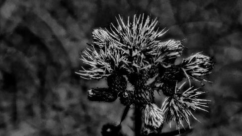 Nature La nature est un somptueux théâtre où chaque jour est un spectacle. Monique Moreau