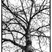 Arbor est sens - Évian-les-Bains - Haute-Savoie - France Arbor est sens - Évian-les-Bains - Haute-Savoie - France