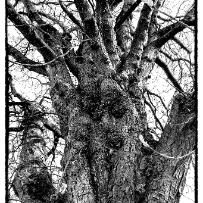 Arbor est sens - Évian-les-Bains - Haute-Savoie - France Arbor est sens - Évian-les-Bains - Haute-Savoie - France